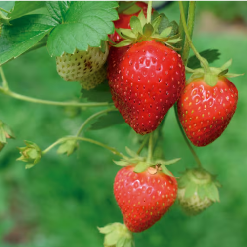 OR Frutilla