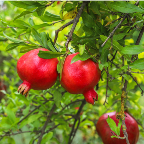 Granada de Fruta