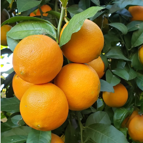 Limon Paraguayo (Limon-Mandarina)