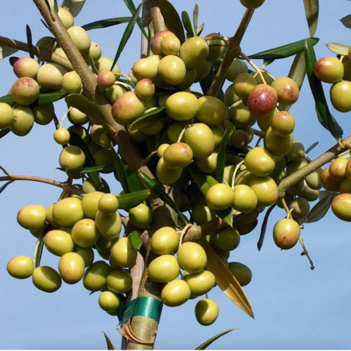 Olivos ARBOSANA 10L