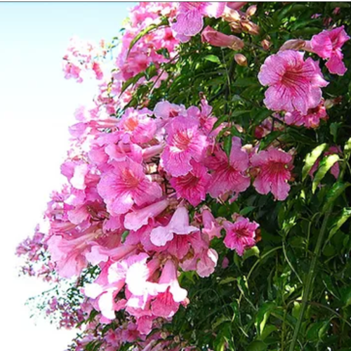 Bignonia Rosada