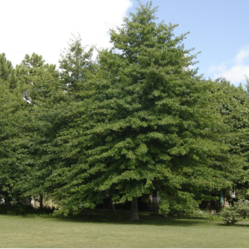 Roble Palustre