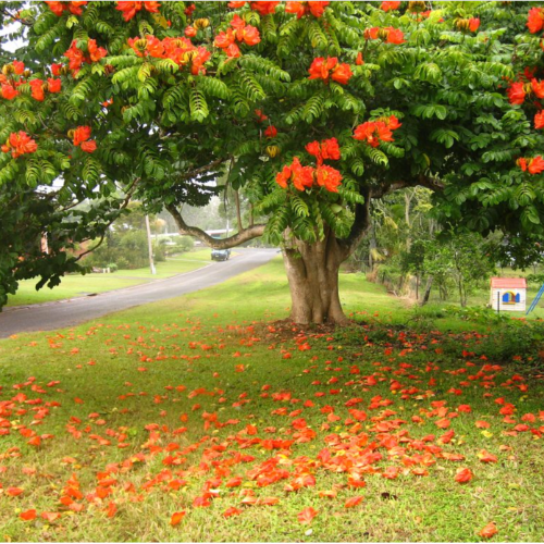 Tulipanero 10L