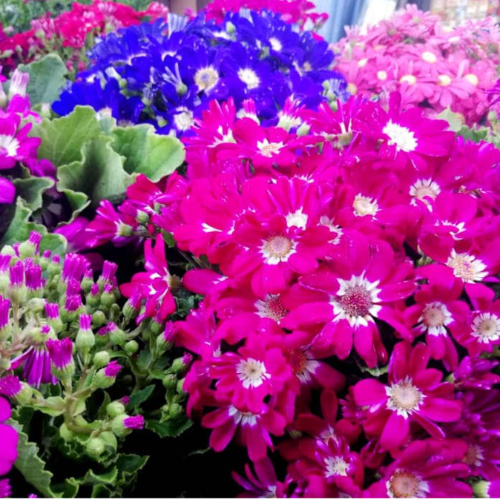 CINERARIA DE FLOR