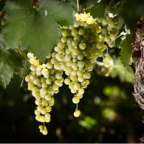 Parra Moscatel Blanca