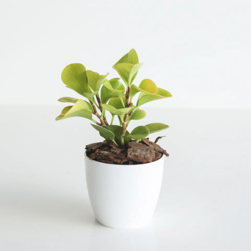 Peperonia Lemon M12