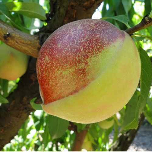 Durazno / Pelon