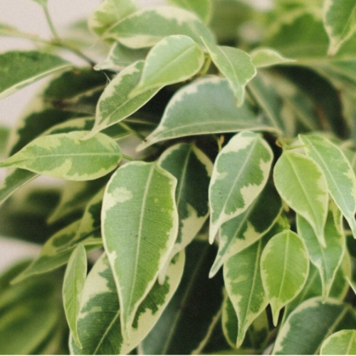 Ficus Disciplinado 8L