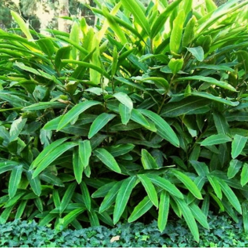 Alpinia Canela