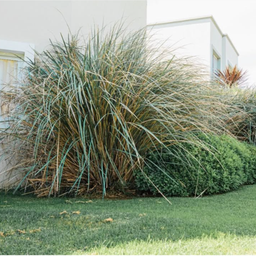 Paspalum Haumani