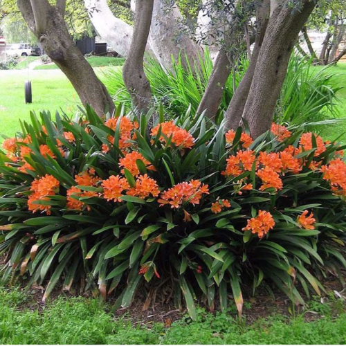 Clivia 5L