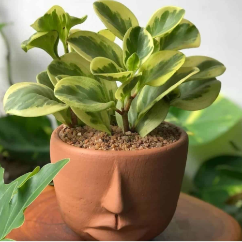 Peperonia Variegada M12