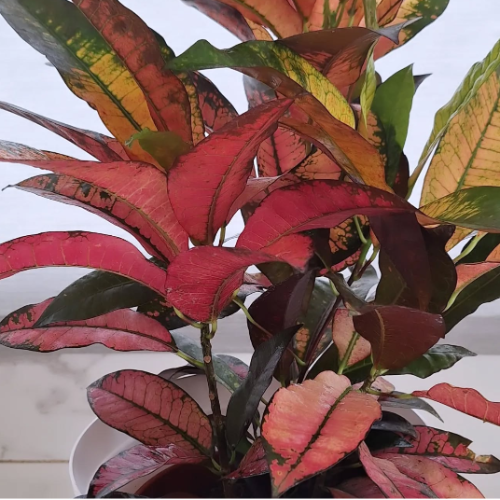 Croton Monalisa