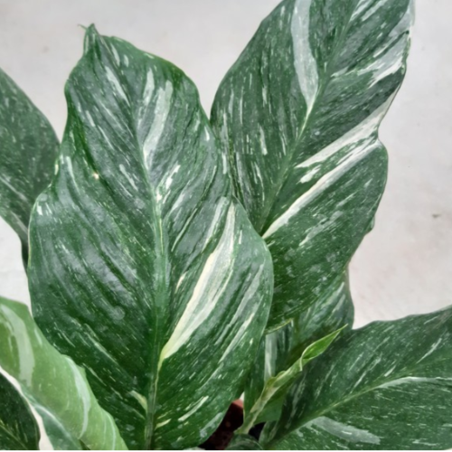 Spatifilium Variegado