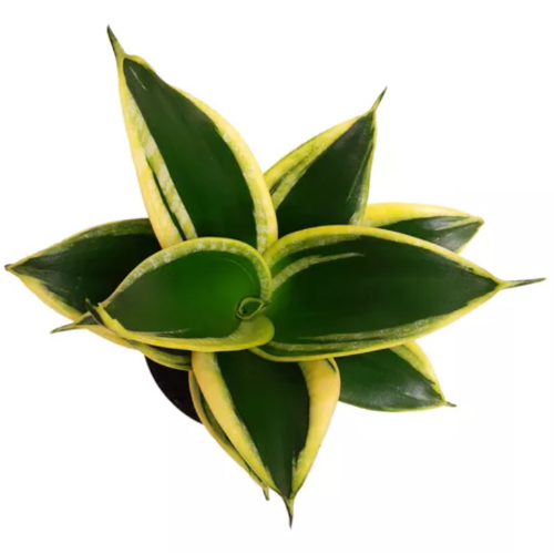 Sansiviera Golden Lotus M8