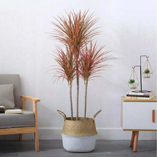 MERCOR Dracena Tricolor m13