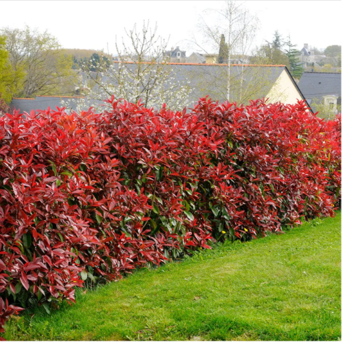 Photinia 7 Lts