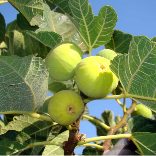 Higuera blanca