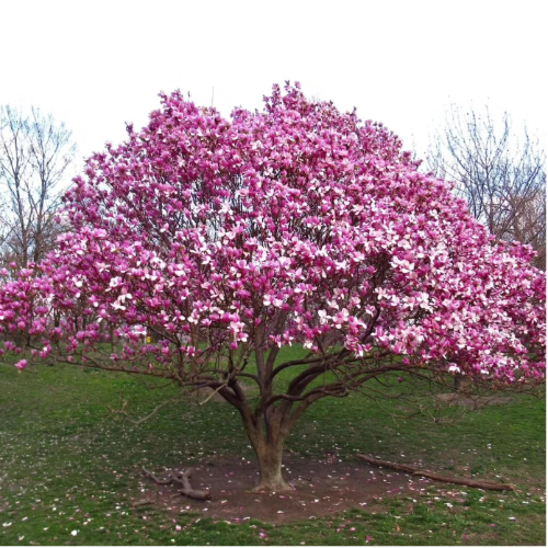 Magnolia PURPURA